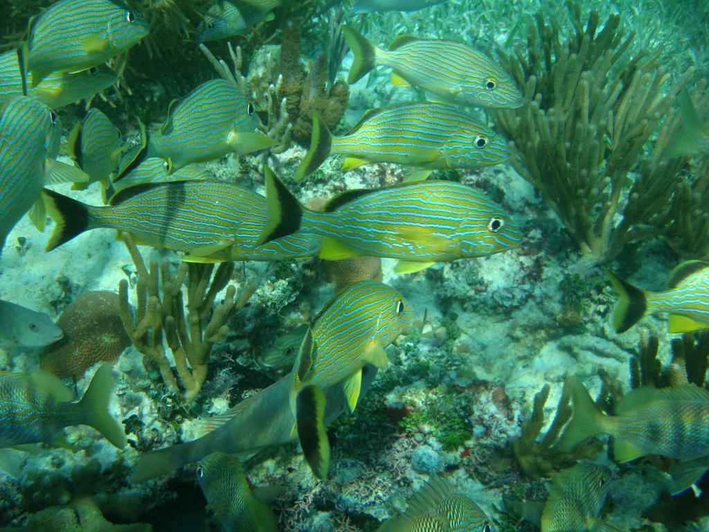 Rancho Sakol Hotel Puerto Morelos Kültér fotó